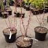 Cercis chinensis 'Avondale'