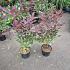 Cotinus 'Grace'