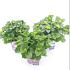 Hydrangea m. Forever & Ever Mix