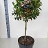 Ilex meserv. Blue Maid