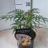 Mahonia Volcano