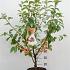 Malus 'Evereste'