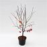 Malus 'Red Sentinel'