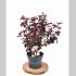 Physocarpus opulif. 'Rubella'