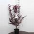 Prunus cer. 'Nigra'