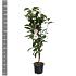 Prunus ser. 'Amanogawa'