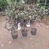 Prunus ser. 'Royal Burgundy'