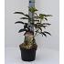 Staphylea colchica Black Beauty