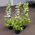 Viburnum plic. Kilimandjaro