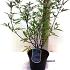 Vitex agnus-castus