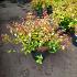 Abelia grandifl. 'Kaleidoscope'