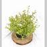 Abelia grandifl. Jelly Beans