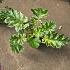 Acanthus 'Whitewater'