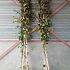 Betula utilis jacquemontii