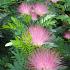 Calliandra surina. 'Dixie Pink'