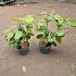Calycanthus r. 'Hartlage Wine'