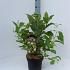 Cephalanthus occidentalis