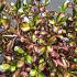 Coprosma 'Evening Glow'