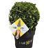 Ilex crenata Dark Green