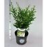 Ilex crenata Dark Green
