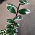 Ilex meserv. 'Casanova'