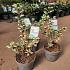 Ilex meserv. 'Casanova'