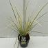 Cortaderia s. 'Splendid Star'