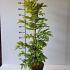 Metasequoia gl. 'Chubby'