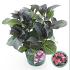 Hydrangea m. B D. Dark Angel Purple