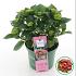 Hydrangea m. Magical Greenfire