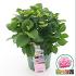 Hydrangea m. Magic. Revolution Pink