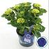 Hydrangea m. Music C. B. B.woogie