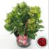 Hydrangea m. Music Coll. Red Reggae
