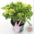 Hydrangea m. M. C. Soft Pink Salsa