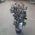 Styrax jap. 'Evening Light'