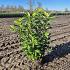 Prunus l. 'Rotundifolia'