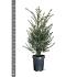 Taxus baccata