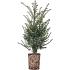 Taxus baccata