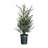 Taxus baccata
