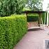Taxus baccata
