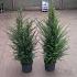 Taxus baccata