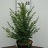 Taxus baccata