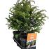 Taxus baccata