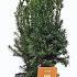 Taxus media 'Hicksii'