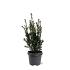 Taxus media 'Groenland'
