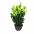 Buxus sempervirens  -Bushes-