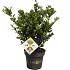 Ilex crenata Dark Green