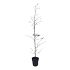 Carpinus betulus