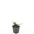 Cotoneaster pr. 'Streib's Findling'