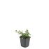Cotoneaster pr. 'Streib's Findling'